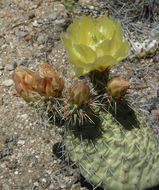 Image of <i>Opuntia polyacantha</i> var. <i>erinacea</i>