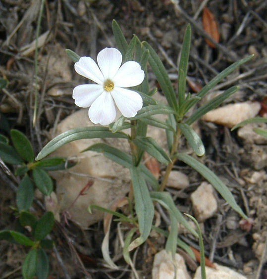 Image of longleaf phlox