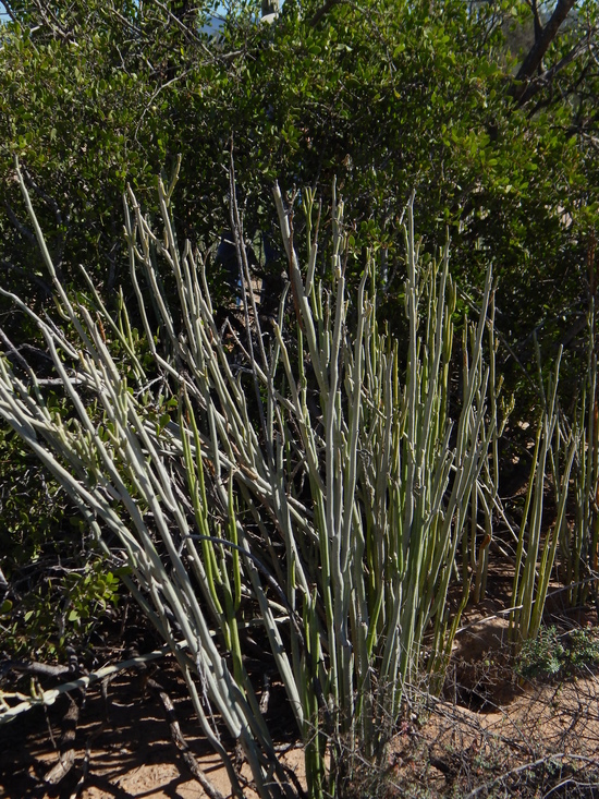 Image of Euphorbia lomelii V. W. Steinm.