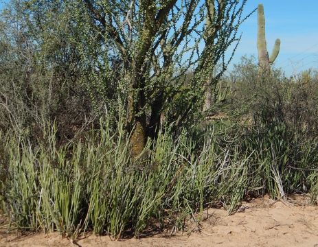 Image of Euphorbia lomelii V. W. Steinm.