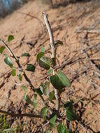 Imagem de Jatropha cinerea (Ortega) Müll. Arg.