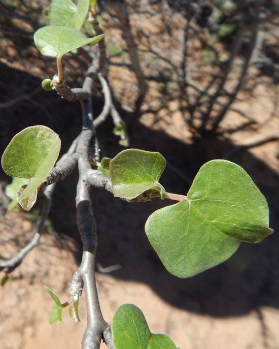 Imagem de Jatropha cinerea (Ortega) Müll. Arg.