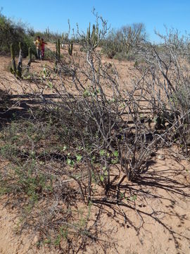 Image of Arizona nettlespurge