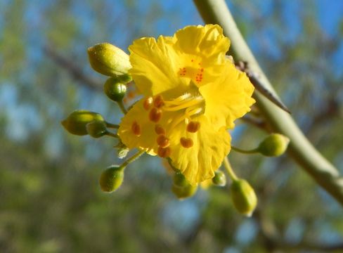 Image of Parkinsonia praecox (Ruiz & Pav.) Hawkins