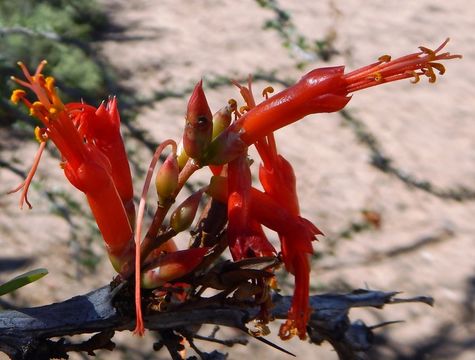 Imagem de Fouquieria diguetii (van Tiegh.) I. M. Johnston