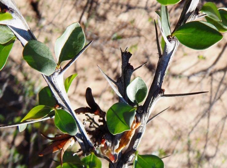 Image of Adam's tree