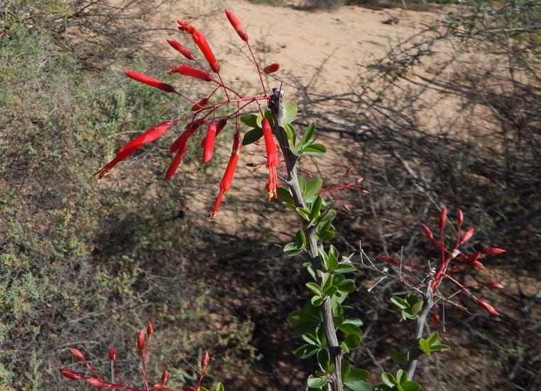 Image of Fouquieria macdougalii Nash