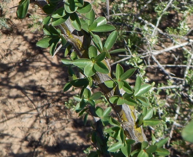 Image of Fouquieria macdougalii Nash
