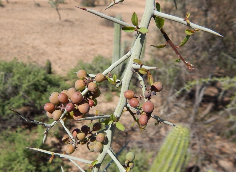 Image of lotebush