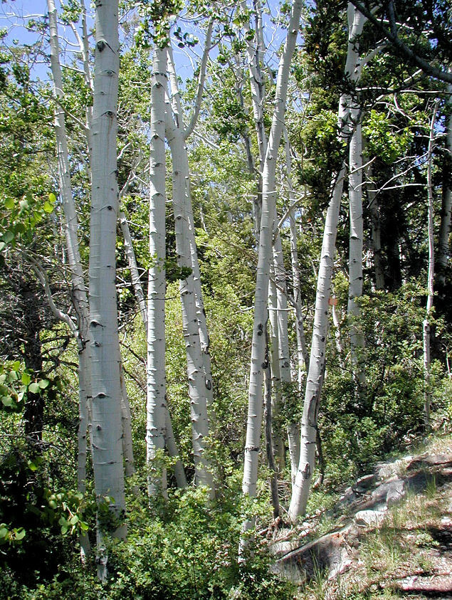 Image of quaking aspen