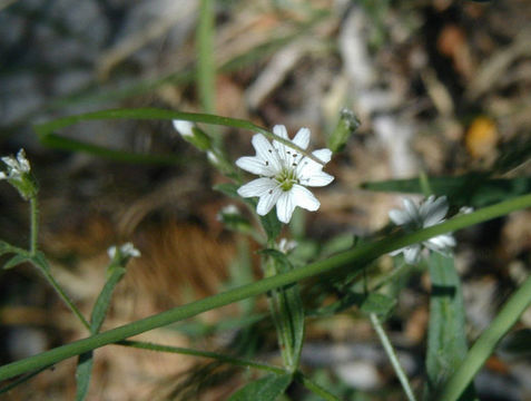 Image of tuber starwort