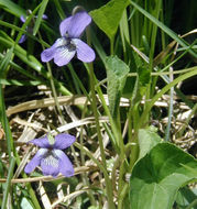 Image of northern bog violet