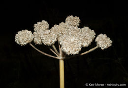 Image de <i>Sphenosciadium capitellatum</i>