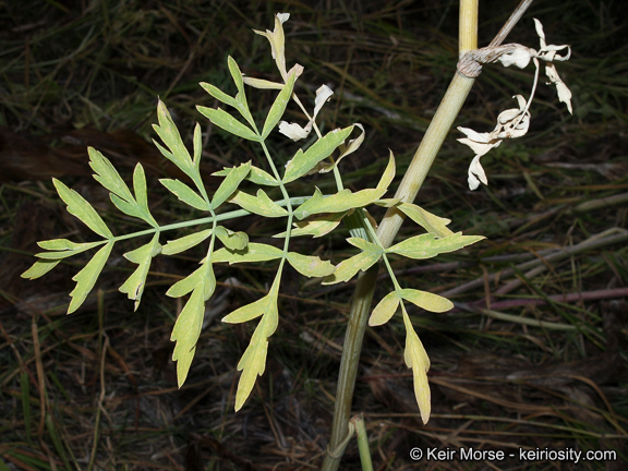 Image de <i>Sphenosciadium capitellatum</i>