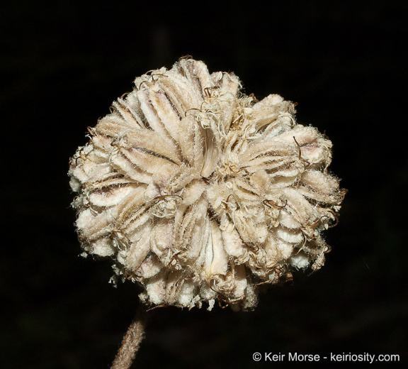 Image de <i>Sphenosciadium capitellatum</i>