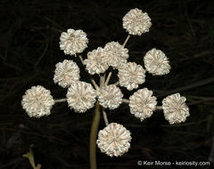 Image de <i>Sphenosciadium capitellatum</i>