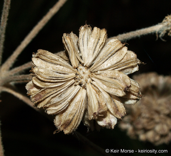 Image de <i>Sphenosciadium capitellatum</i>