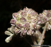 Image de <i>Sphenosciadium capitellatum</i>