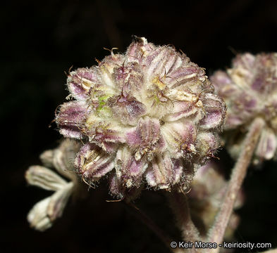 Image de <i>Sphenosciadium capitellatum</i>