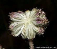 Image de <i>Sphenosciadium capitellatum</i>