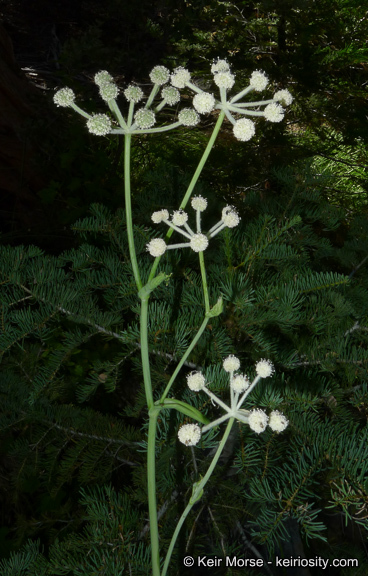 Image de <i>Sphenosciadium capitellatum</i>