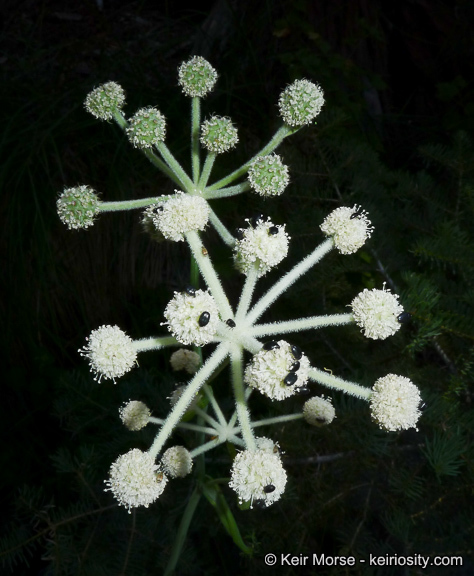 Image de <i>Sphenosciadium capitellatum</i>