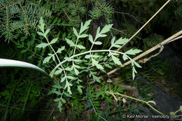 Image de <i>Sphenosciadium capitellatum</i>