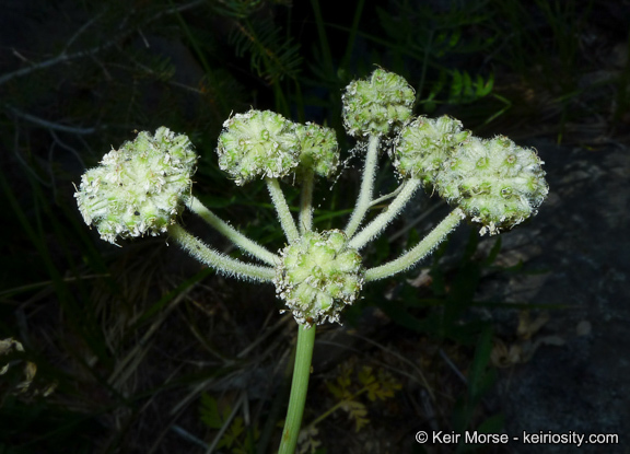 Image de <i>Sphenosciadium capitellatum</i>