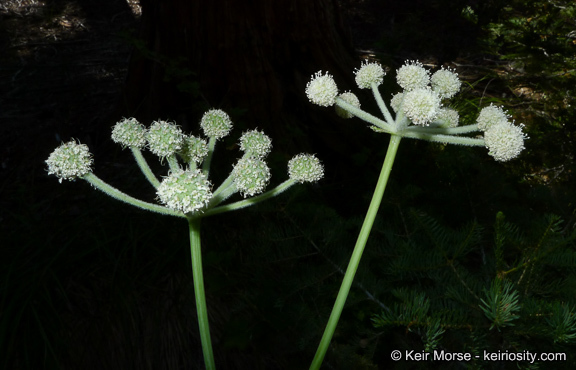 Image de <i>Sphenosciadium capitellatum</i>