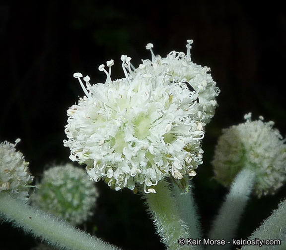 Image de <i>Sphenosciadium capitellatum</i>