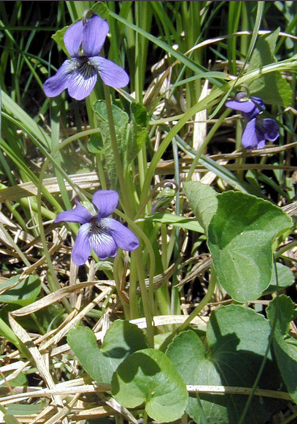 Image of northern bog violet