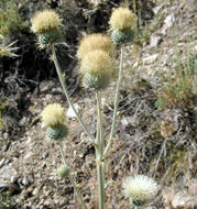 Imagem de Cirsium neomexicanum A. Gray