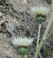 Imagem de Cirsium neomexicanum A. Gray