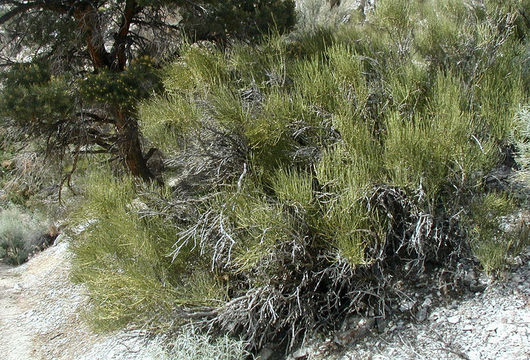 Imagem de Ephedra viridis Coville