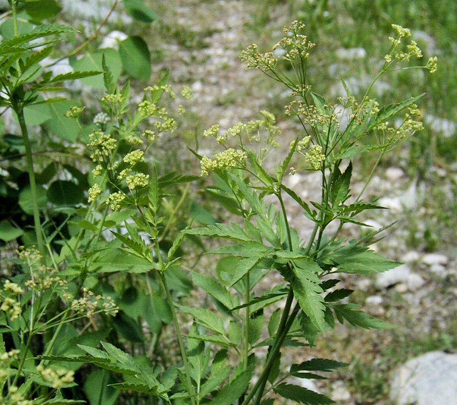 Image de Osmorhiza occidentalis (Nutt. ex Torr. & Gray) Torr.