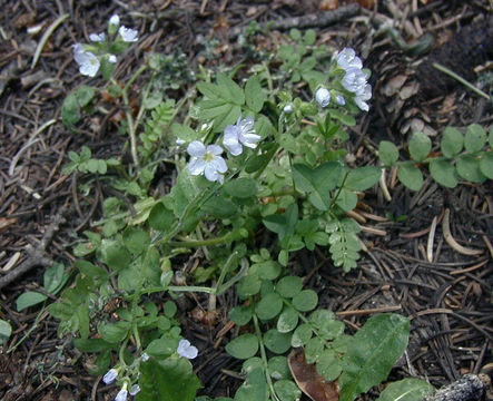 Слика од Polemonium pulcherrimum subsp. delicatum (Rydb.) Brand