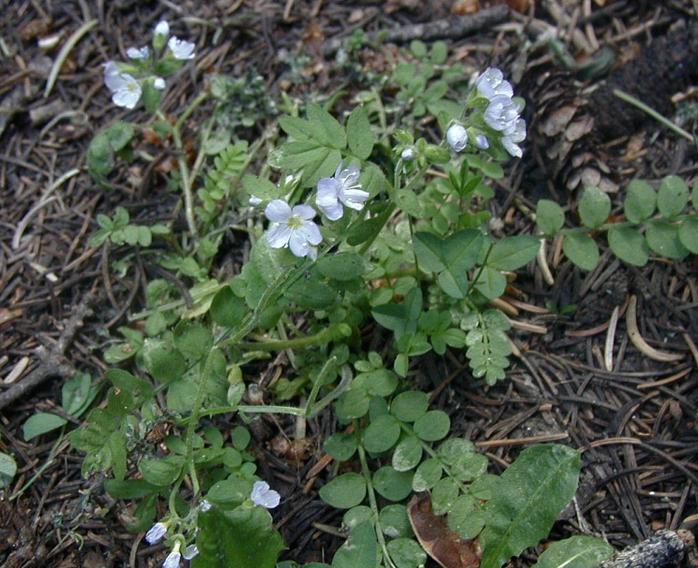 Polemonium pulcherrimum (rights holder: 2015 Barry Breckling)