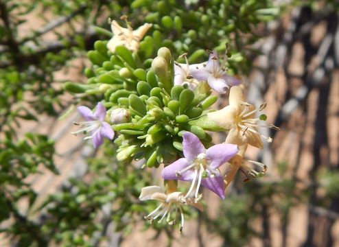 Image of California desert-thorn