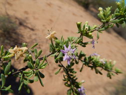 Image of California desert-thorn
