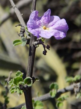 Image of Citharexylum flabellifolium S. Watson