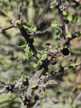 Image of Citharexylum flabellifolium S. Watson