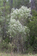 Image of Groundsel Bush