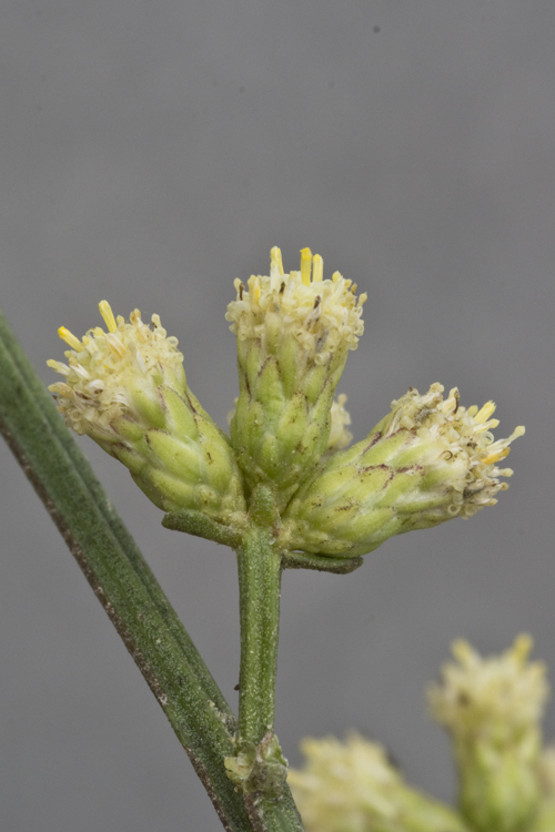 Sivun Baccharis halimifolia L. kuva