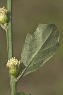 Sivun Baccharis halimifolia L. kuva
