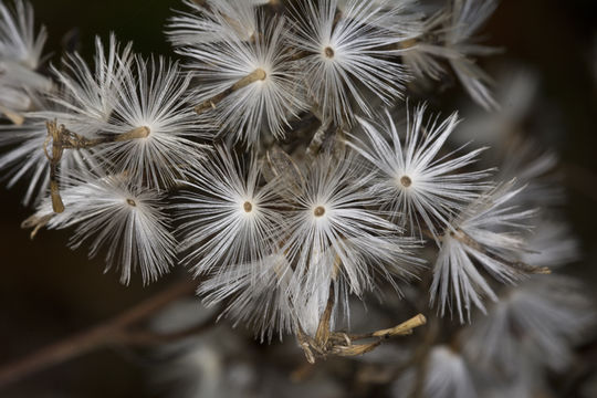 Image of ovateleaf cacalia