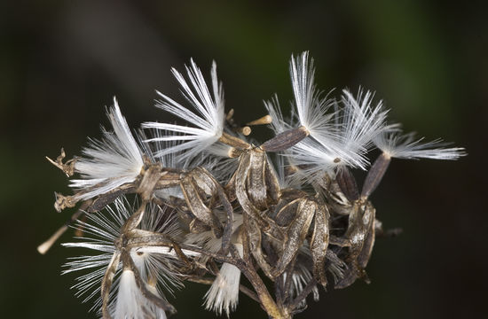 Image of ovateleaf cacalia