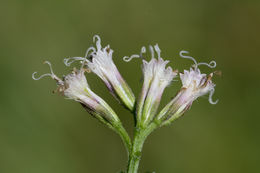 Mikania scandens (L.) Willd. resmi