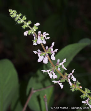 صورة Stachys stebbinsii G. A. Mulligan & D. B. Munro