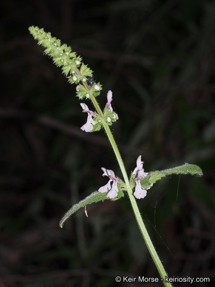 Image of Stebbins' hedgenettle