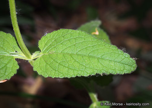 Image of Stebbins' hedgenettle